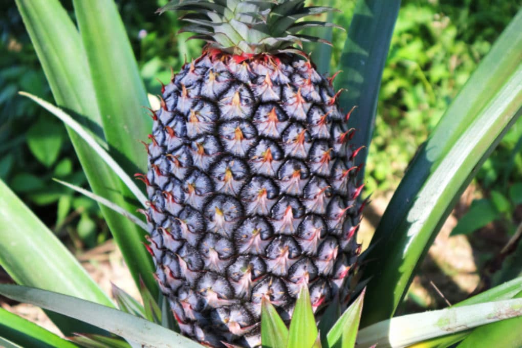 When is a Pineapple Ready to Pick? » Top Tips