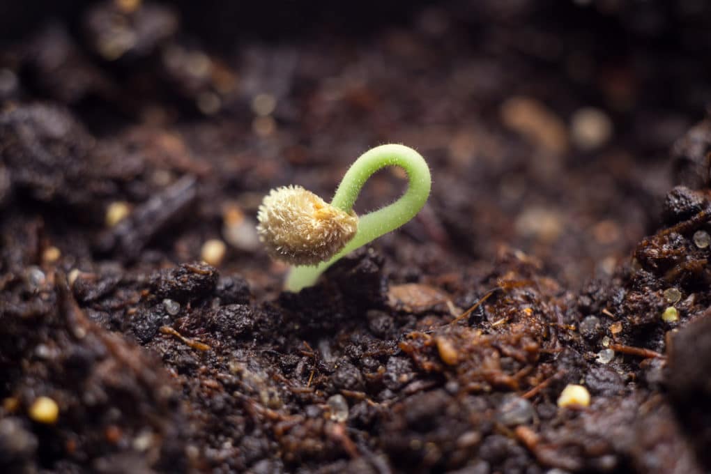 How To Germinate Pepper Seeds Garden.eco