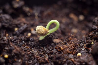how-to-germinate-pepper-seeds