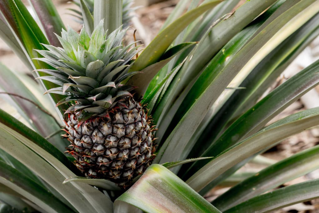 Where Do Pineapples Grow? » Top Facts & Tips