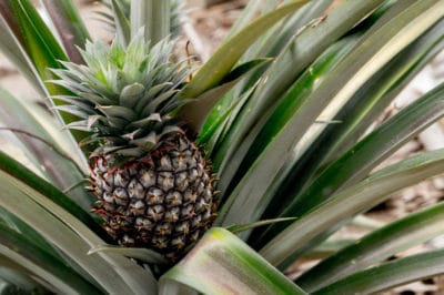 how-to-grow-a-pineapple