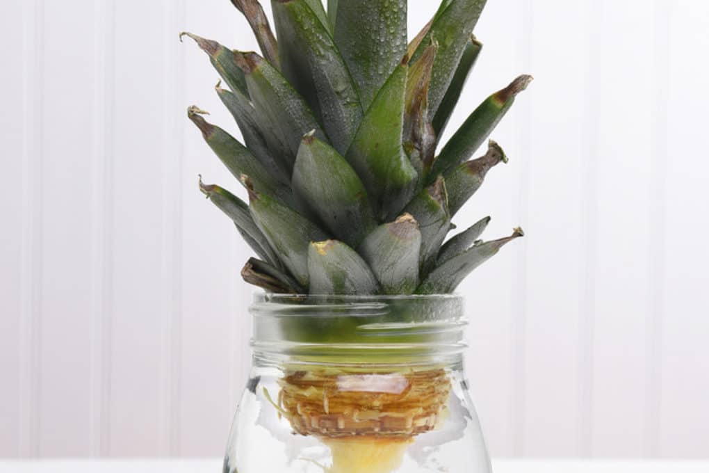 How To Grow A Pineapple In Water? Garden.eco