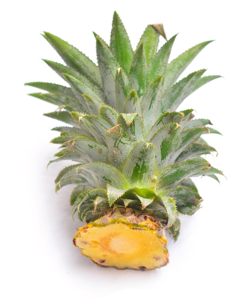ristet brød ilt Strålende How To Grow Pineapple From a Top? - Garden.eco