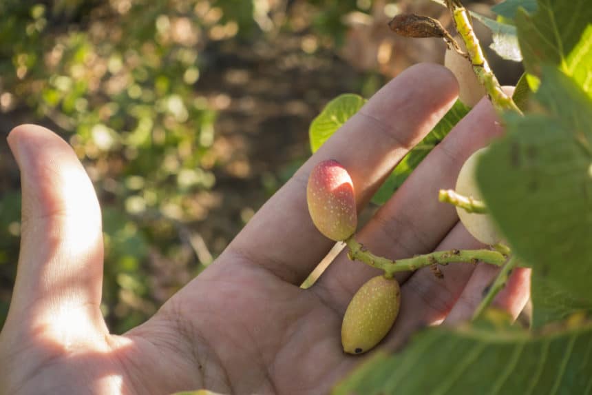 Pistachio Tree Zones » Tips on Preferred Growing Areas