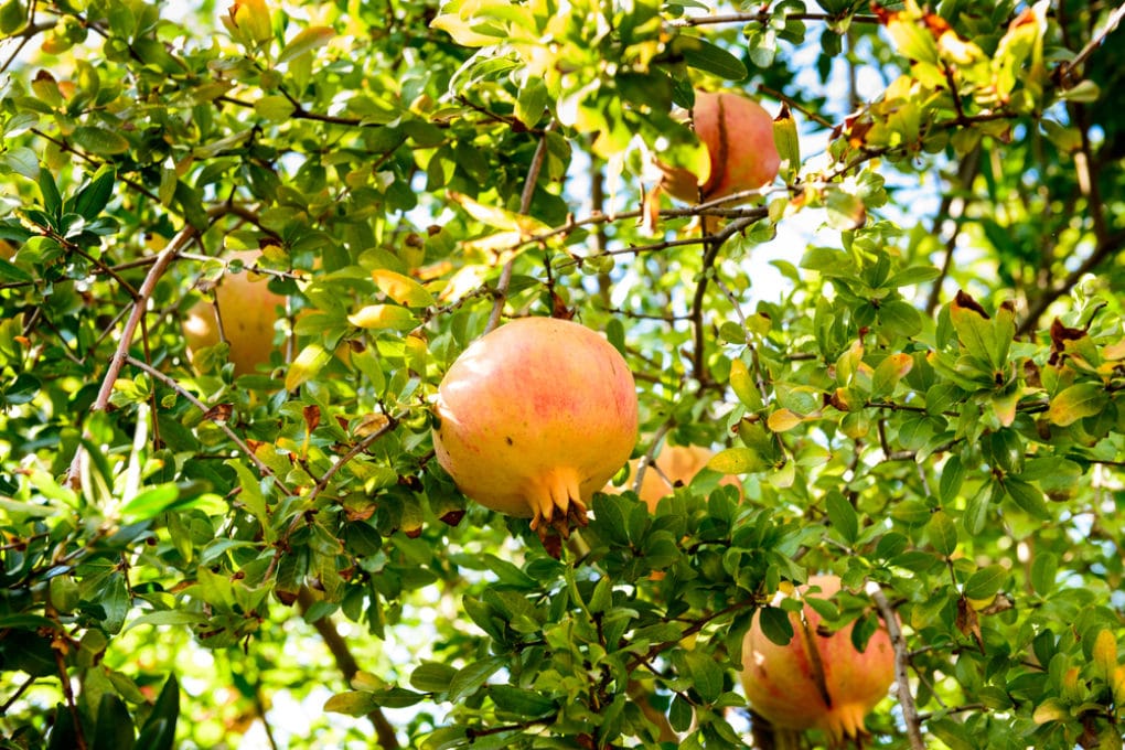 What Do Pomegranates Grow On? » Top Facts