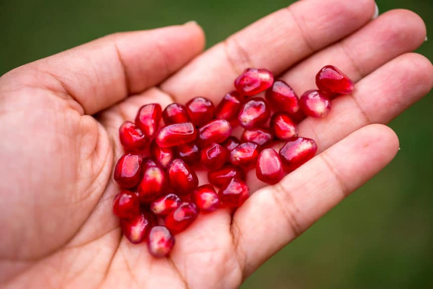 How to Plant Pomegranate Seeds Garden.eco