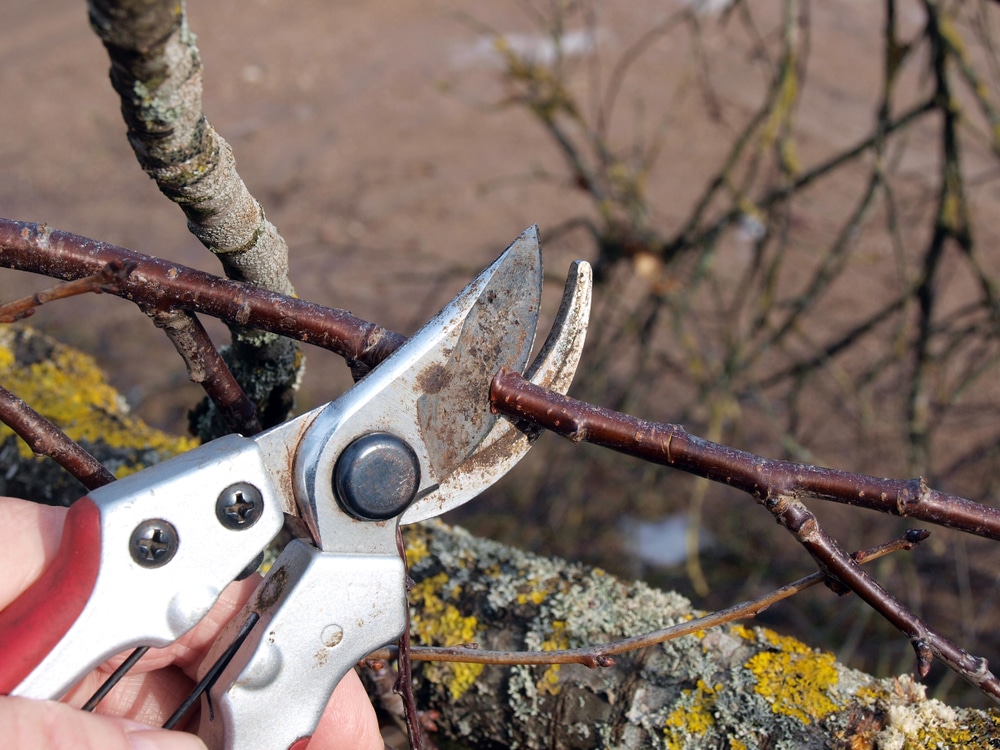 How to trim weeping cherry tree