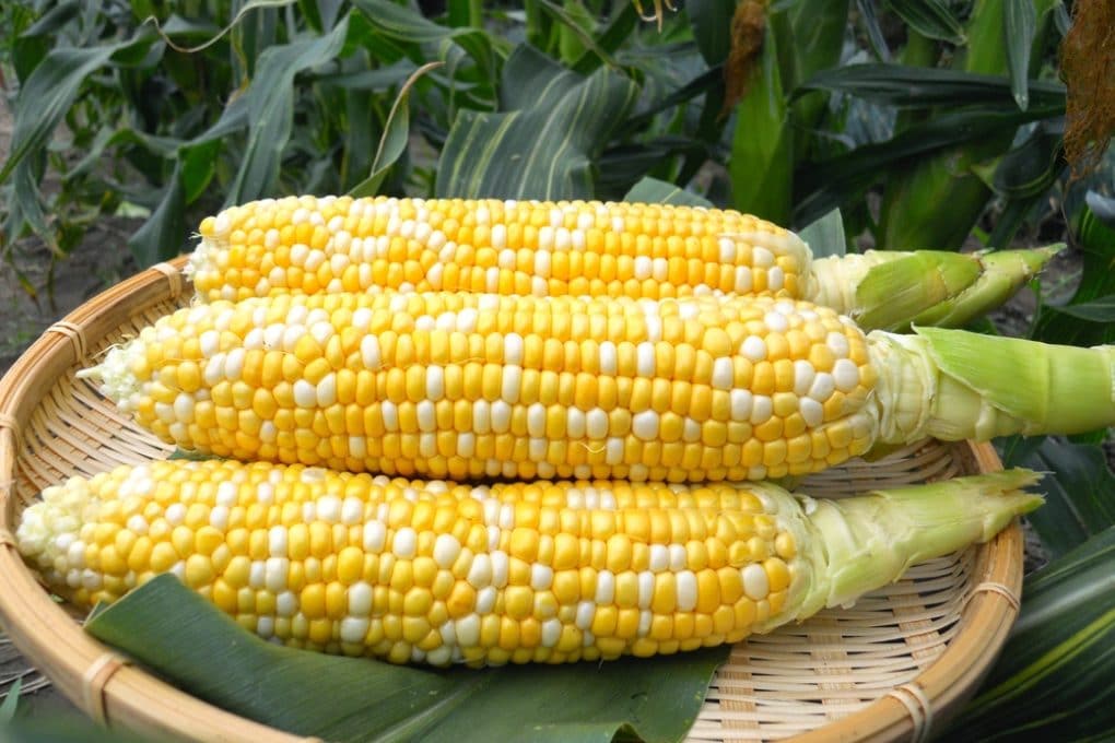 Can You Eat Field Corn Garden eco can-you-eat-field-corn-garden-eco