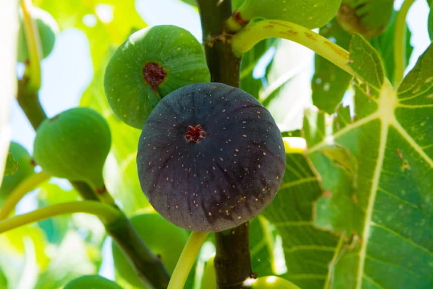 When to Pick Figs » All the Top Tips