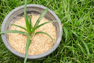 how-to-start-a-pineapple-plant