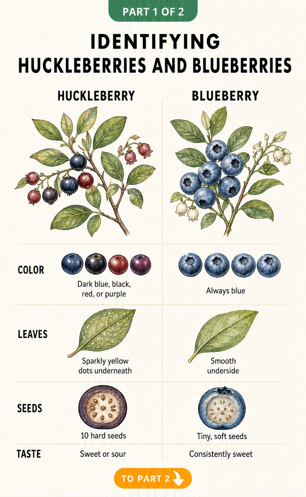 Botanical illustration comparing huckleberries and blueberries by color, leaves, seeds, and taste.
