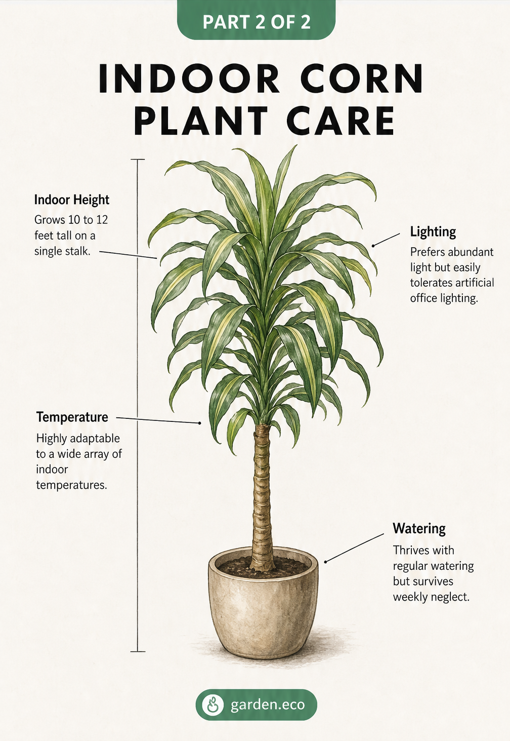 Illustration of an indoor corn plant showing care requirements for lighting, temperature, watering, and expected indoor height.