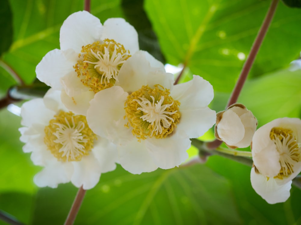 Kiwi Flowers » Much More than Pretty Blooms