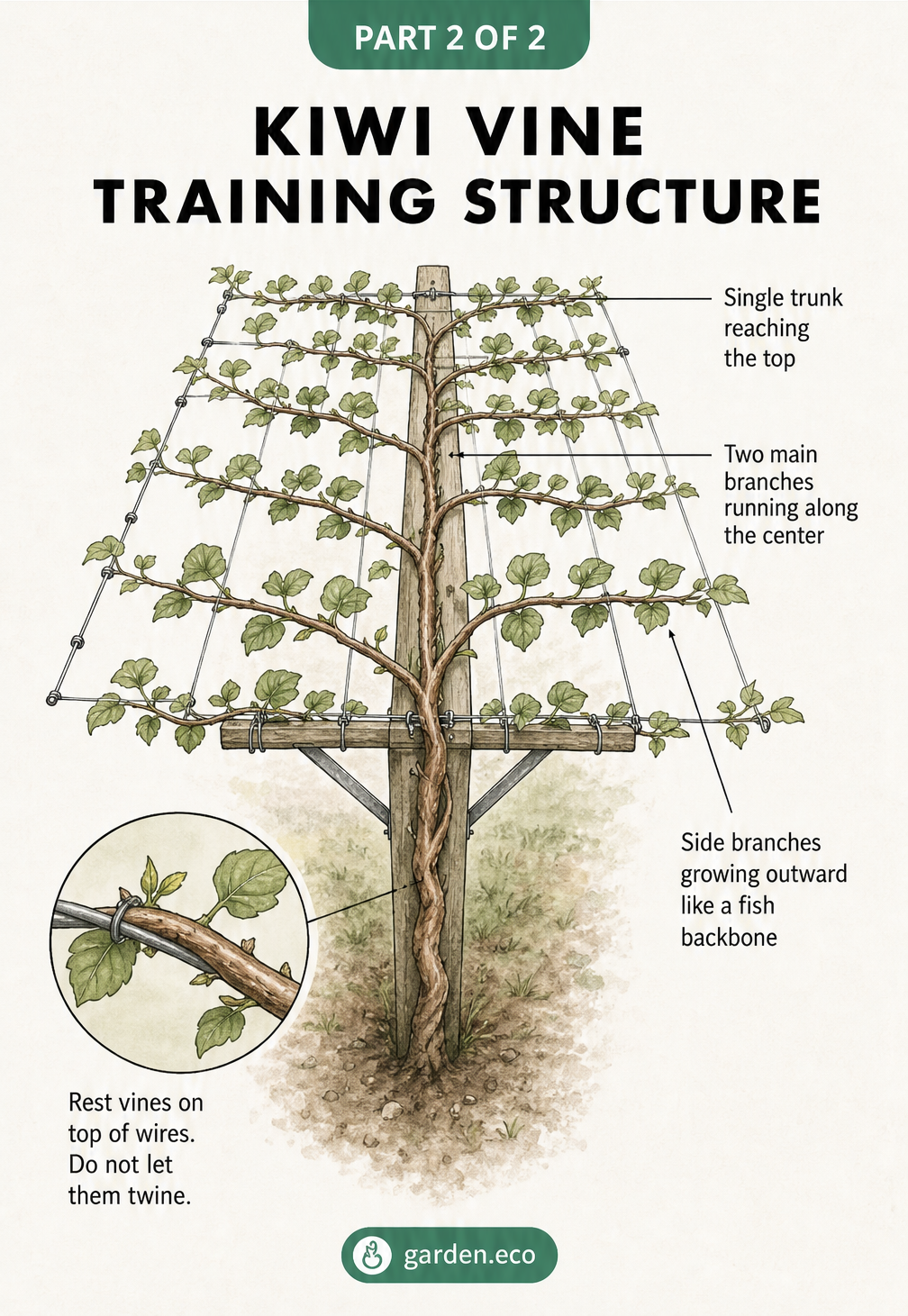 Top view illustration of kiwi vine training on a T-trellis, showing a single trunk, two main branches, and side branches resting on wires.