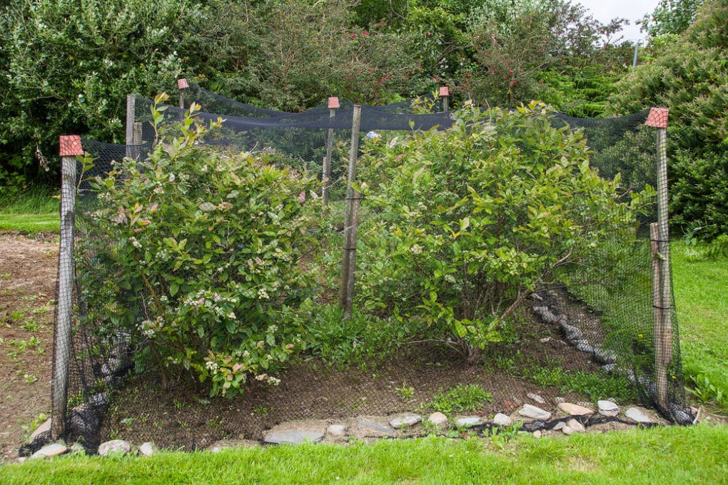 Netting for Blueberry Bushes » Top Protection Tips