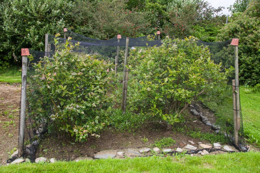 Netting for Blueberry Bushes » Top Protection Tips