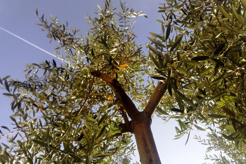 What Does an Olive Tree Look Like? » Top Facts