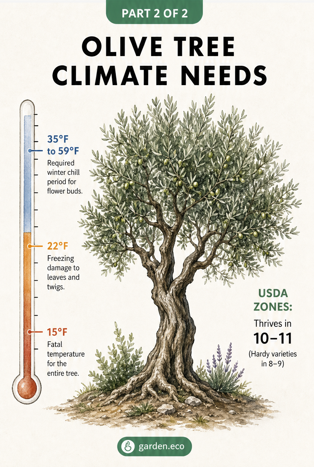 Thermometer graphic showing olive tree temperature needs, including winter chill requirements and freezing damage points.