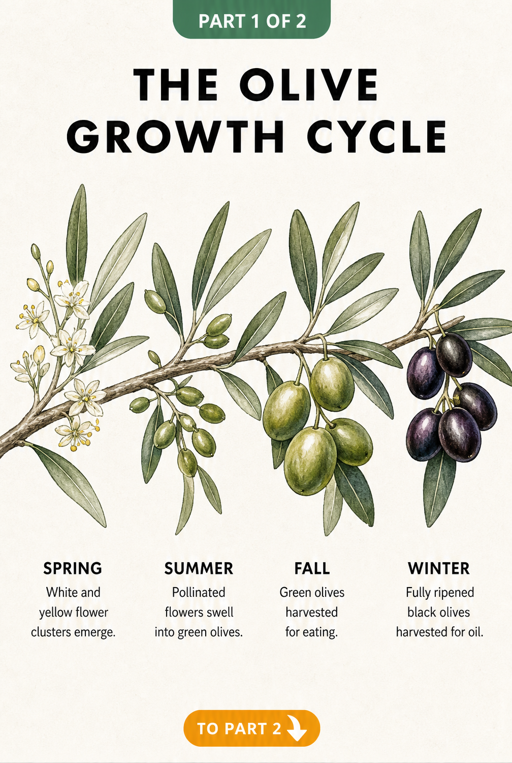 Botanical illustration showing the four stages of olive growth from spring flowers to winter black olives.