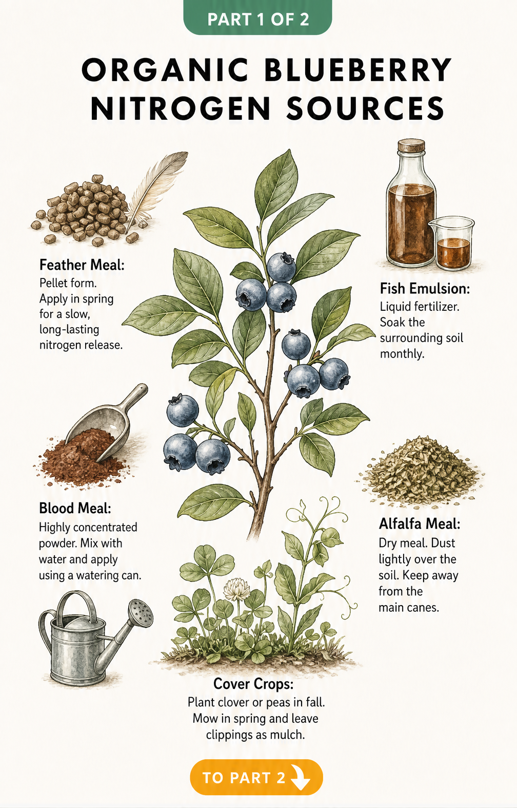Botanical illustration of a blueberry branch surrounded by organic nitrogen fertilizer sources like feather meal, fish emulsion, and cover crops.