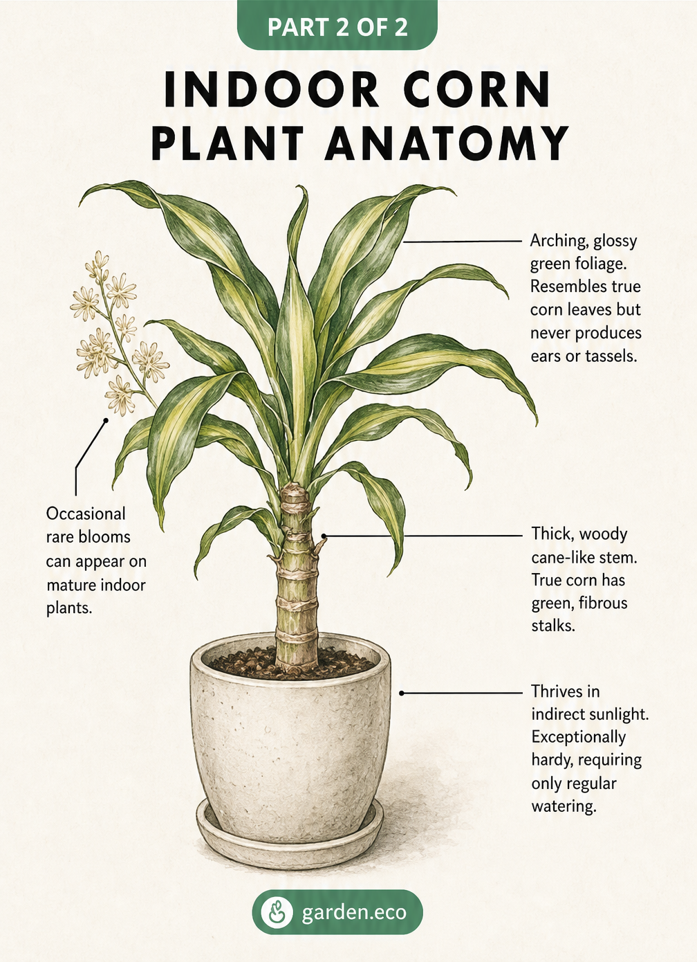 Botanical illustrations of millet, grain sorghum, and Johnson grass highlighting their corn-like features