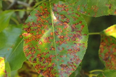 pear-rust