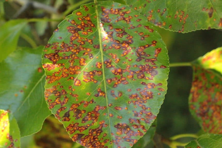 pear-rust-tips-on-identification-control