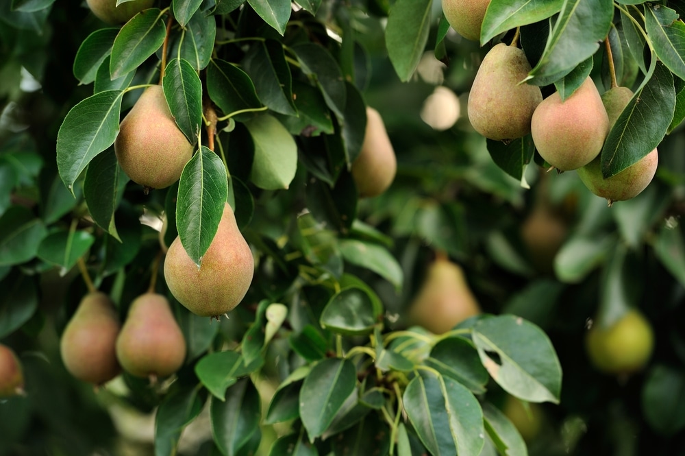 Pear Tree Care » Tips for Happy & Healthy Trees