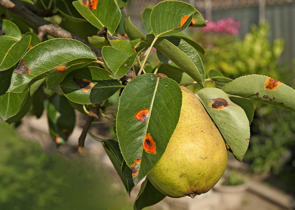 Pear Tree Leaves Brown Spots Leafandtrees