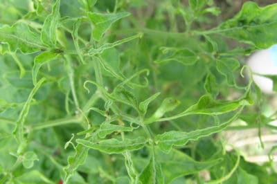 pepper-leaves-curling