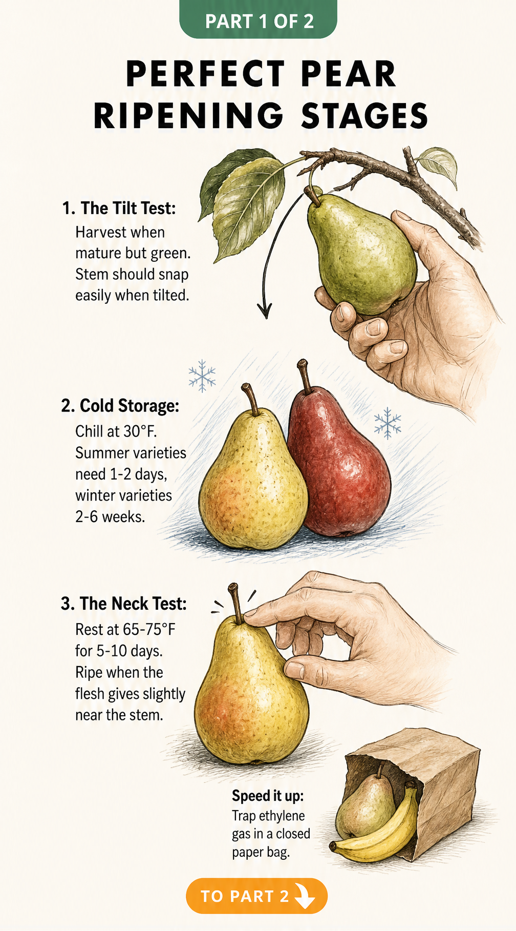Botanical illustration showing the tilt test, cold storage needs, and the neck test for ripening pears perfectly.