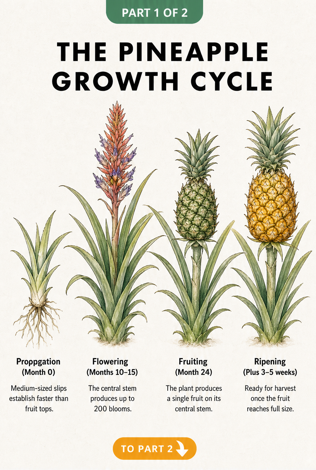 Botanical illustration showing the four growth stages of a pineapple plant from propagation to ripening