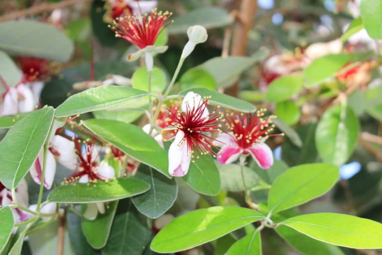 Bay Laurel Hedge » Top Growing Tips