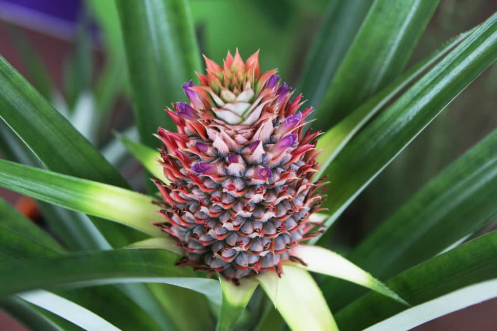 When is a Pineapple Ready to Pick? » Top Tips
