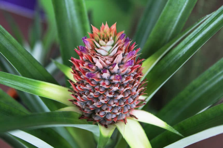 Bromeliad Care » Top Tips on Keeping Them Happy