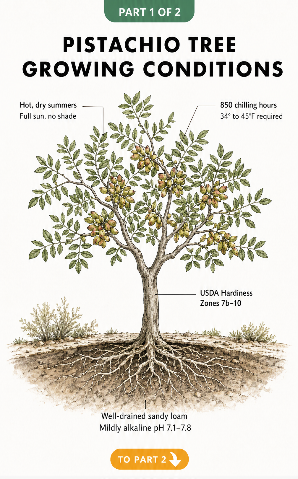 Botanical illustration of a pistachio tree showing ideal growing conditions including full sun, hot dry summers, and well-drained sandy loam soil.