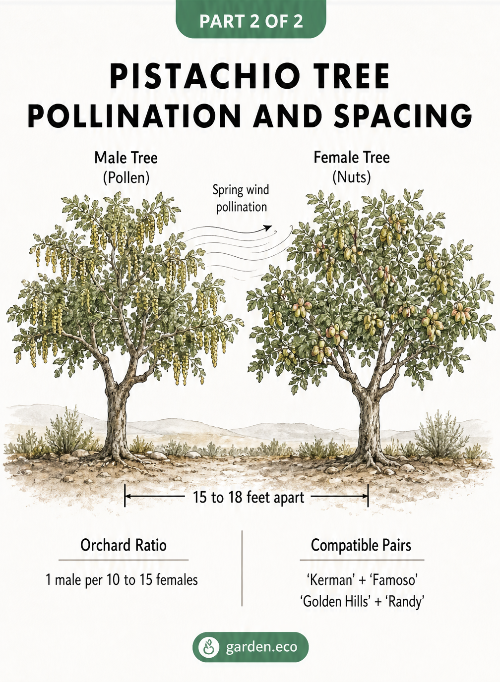 Illustration of male and female pistachio trees demonstrating spring wind pollination, proper spacing, and compatible cultivars.