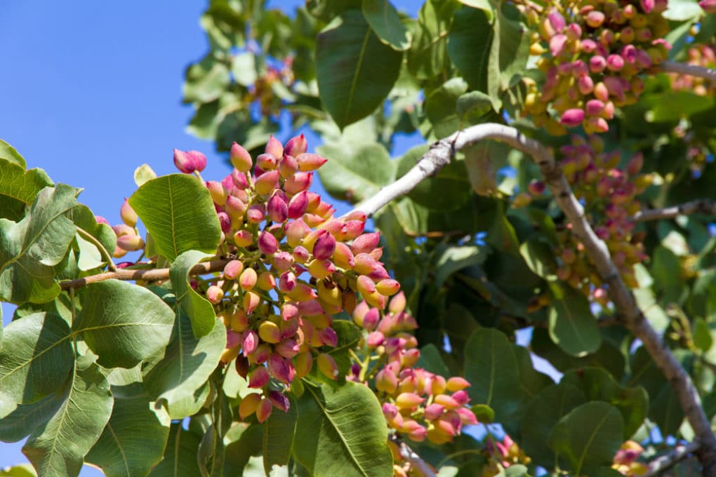 What Does a Pistachio Tree Look Like? » Top Tips