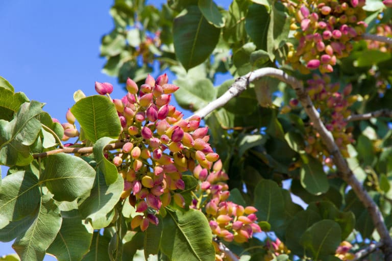 Pistachio Tree Zones » Tips on Preferred Growing Areas