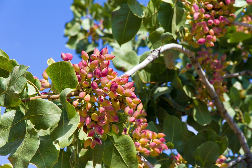 Tree pistachio Pistachio Trees