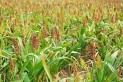 plants-that-look-like-corn-stalks