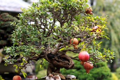 pomegranate-bonsai