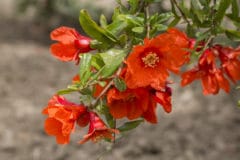 pomegranate-flower