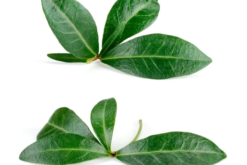 Pomegranate Leaves &raquo; Top Facts