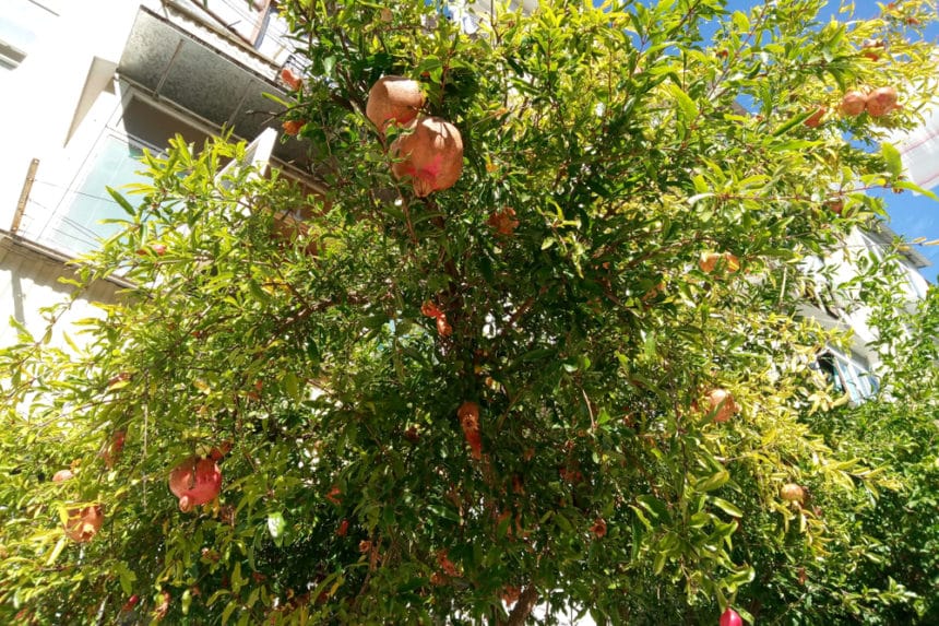 Pomegranate Flower » Much More Than a Pretty Bloom
