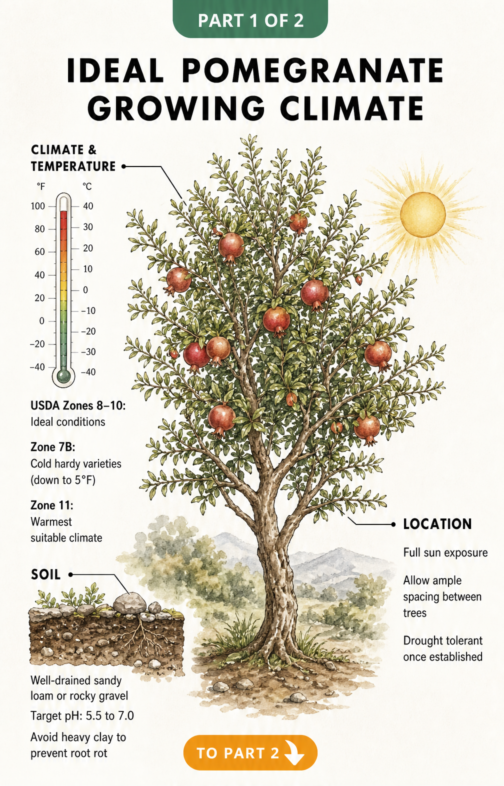 Botanical illustration of a pomegranate tree showing ideal USDA zones, soil requirements, and sun exposure.