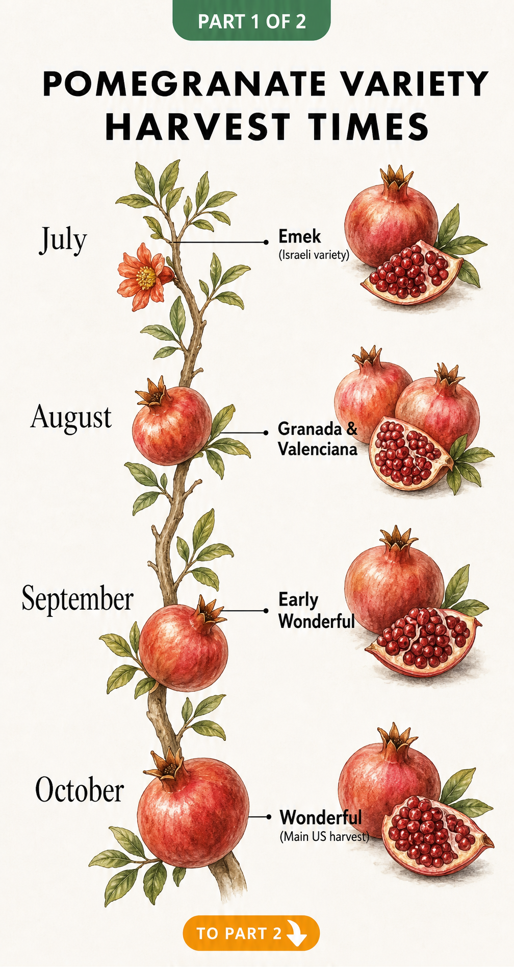 Timeline showing pomegranate harvest months from July to October with varieties like Emek, Granada, Early Wonderful, and Wonderful.