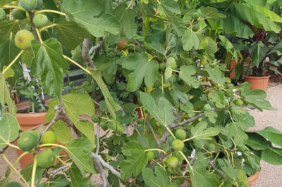 potted-fig-tree