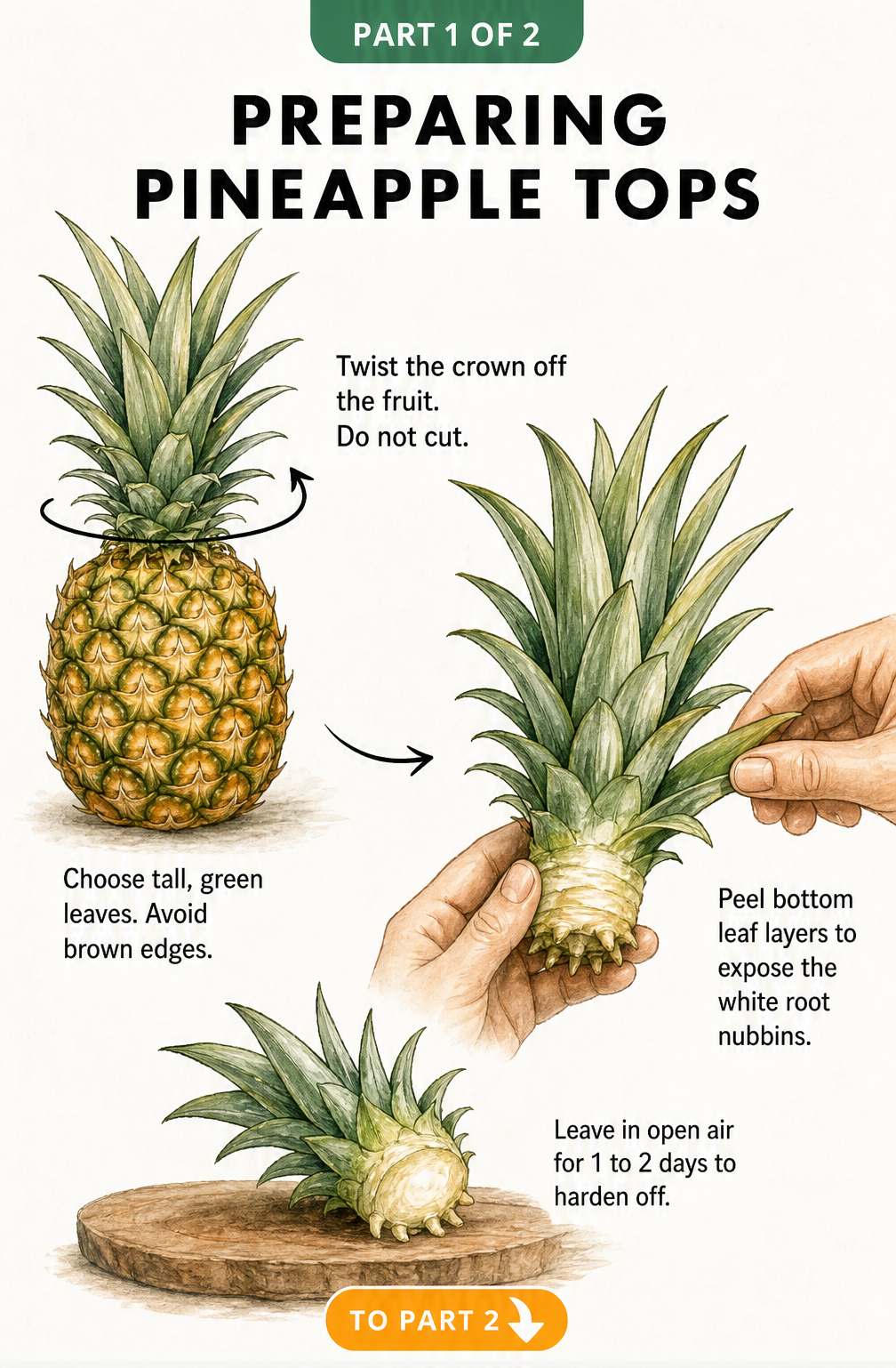 Illustration showing how to prepare a pineapple top for planting by twisting off the crown, peeling bottom leaves, and letting it dry.