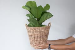 propagate-fiddle-leaf-fig